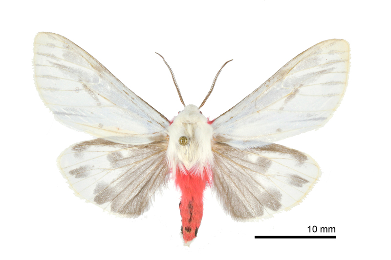 Argyarctia fuscobasalis Male
